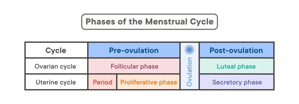 menstrual cycle phases